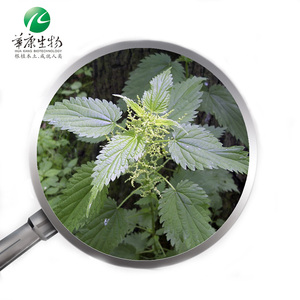 Высококачественный порошок экстракта крапивы 10:1-100:1 экстракт корня крапивы/порошок корня крапивы/экстракт корня крапивы - Product Image 1