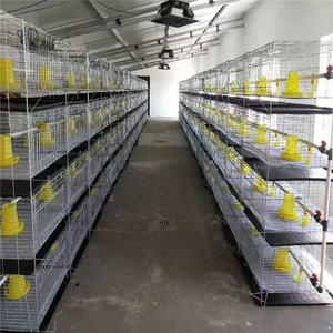 Nuevo sistema de jaulas para pollos de engorde tipo H, granja avícola de batería de 4 niveles y 2 puertas, con cinta transportadora de estiércol de acero galvanizado en frío - Product Image 4