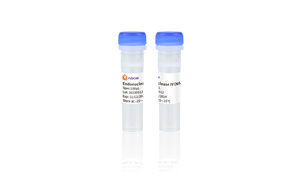Endonuclease IV <span class=keywords><strong>NFO</strong></span> - Product Image 2