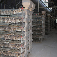 Nouvelle conception, vente en gros d'usine chinoise, cage à volailles, cage à cailles pour la vente