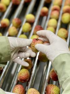 Lichi Orgánico Congelado Estándar de Exportación, Envasado al Vacío a Granel, Sin Azúcar, para Bebidas, Postres y Mezclas de Frutas - Product Image 3