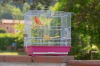 GIUSY cane et petite Cage d'oiseau exotique