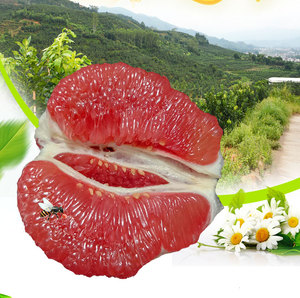 Nouvelle récolte de pomelo <span class=keywords><strong>chinois</strong></span> frais, chair rouge, chair blanche, pomelo sucré et juteux, sans pépins, fruit d'agrumes, export en vrac - Product Image 5