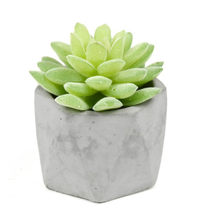 <span class=keywords><strong>Planta</strong></span> Suculenta Artificial <span class=keywords><strong>Echeveria</strong></span> Flocada para Decoración de Soportes Florales en Micropaisajes DIY, Venta al por Mayor - Product Image 4