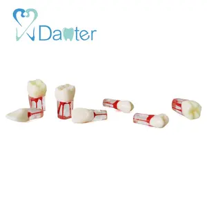 Endo Formazione Pratica Dente Endodonzia denti per la Pratica