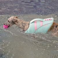 Gilet de sauvetage pour chien avec boucle dissimulée, anti-accroc, ajustement réglable, poignée réfléchissante, pour la plage et la piscine