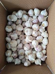 China Alho Fresco Ail Ajo Alho para Preço de Atacado Alho Branco Fresco Em Pó Exportadores Ideal para Importação - Product Image 2