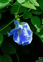 Poudre de fleur de pois papillon de qualité alimentaire en gros – Extrait de fleur de pois papillon