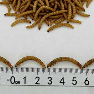 Gusanos de harina secos sin aditivos y altos en proteínas, directamente de fábrica, para alimento de aves, que realzan el color de las plumas - Product Image 5