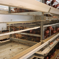 Batterie d'élevage de poulet à 3 niveaux galvanisée à chaud 10000 couches Cage personnalisée facile à contrôler avec prix d'usine