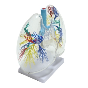Modèle anatomique avancé et transparent du poumon humain pour la science médicale - Product Image 5