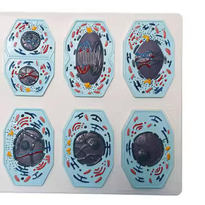 Modelo de <span class=keywords><strong>Comparación</strong></span> de Células Animales y Vegetales: Mitosis y Meiosis para la Enseñanza de Anatomía Humana - Product Image 4