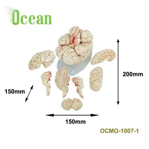 人PVC脑动脉模型 (8部分) 医学解剖脑模型