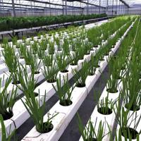 100 * 50nft agricole hydroponique tuyau en PVC laitue plantation et croissance système hydroponique complet
