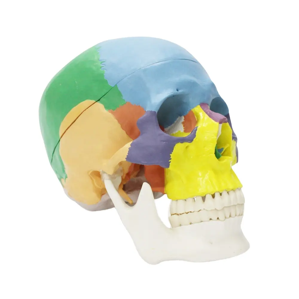 FTR021 Anatomical colored Skull Model Life Size Adult Simulation skull Plastic Model Medical Training And Study