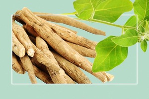 Ashwagandha de Calidad de Exportación |   Hierba Botánica Premium para la Fabricación de Suplementos - Product Image 4