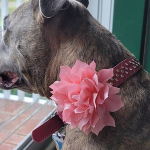 Collar de Perro de Nailon Sólido de Lujo Personalizado, Color Rosa, con Flor de Loto Grande, Diseño de San Valentín, Liberación Rápida, Ajustable - Product Image 2