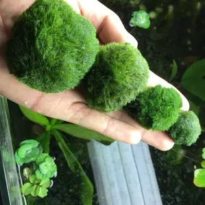 Bolas de musgo para acuario, decoraciones de plantas para mascotas acuáticas