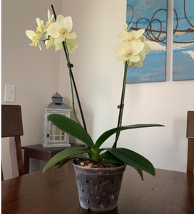 Il giardino fornisce chiari <span class=keywords><strong>vasi</strong></span> di <span class=keywords><strong>orchidee</strong></span> che rinvasano fessure nei lati vaso di fiori con fessure traspiranti <span class=keywords><strong>per</strong></span> radici <span class=keywords><strong>vasi</strong></span> di plastica - Product Image 2