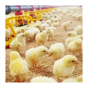 Equipo de granja de pollos, venta en UAE y Sudáfrica