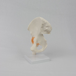 Modèle fonctionnel de l'articulation de la hanche ; modèle de squelette humain à des fins pédagogiques - Product Image 3