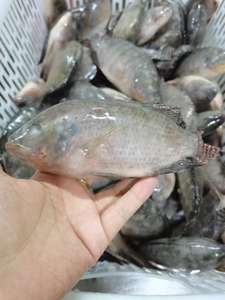 <span class=keywords><strong>Frozen</strong></span> Live <span class=keywords><strong>Tilapia</strong></span> Fish Alive Eviscerado <span class=keywords><strong>Scaled</strong></span> <span class=keywords><strong>Tilapia</strong></span> Preço Do Fornecedor Exportador Da China - Product Image 6