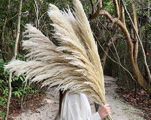 2022 vente chaude <span class=keywords><strong>pas</strong></span> <span class=keywords><strong>cher</strong></span> en gros pampa herbe fleurs séchées vraie <span class=keywords><strong>fleur</strong></span> <span class=keywords><strong>bouquet</strong></span> décoratif avec décoration de la maison multicolore - Product Image 5