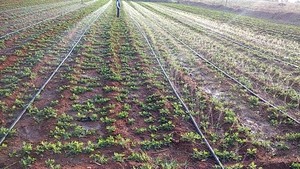 ท่อน้ำฝนสำหรับการเกษตรท่อฝนท่อฉีดสเปรย์ขนาดเล็กท่อรดน้ำชลประทาน - Product Image 6