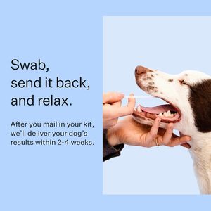 Kit de Prueba de ADN Canino para Detección de Raza, Prueba de Identificación de Raza Más Precisa, MDR1, Salud, Ascendencia, Comportamiento, Sensibilidad a Medicamentos - Product Image 4