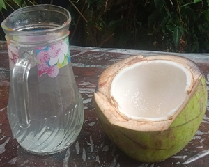 Agua de Coco Fresca de Primera Calidad al Mejor Precio, Pulpa Dulce Natural Pura, para Té de Burbujas y Postres, Grado Sulawesi, 0.2kg - Product Image 4
