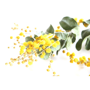 Flores amarillas <span class=keywords><strong>de</strong></span> secado al aire Natural, ramas secas <span class=keywords><strong>de</strong></span> <span class=keywords><strong>Acacia</strong></span>, <span class=keywords><strong>flor</strong></span> <span class=keywords><strong>de</strong></span> <span class=keywords><strong>Acacia</strong></span> seca - Product Image 2