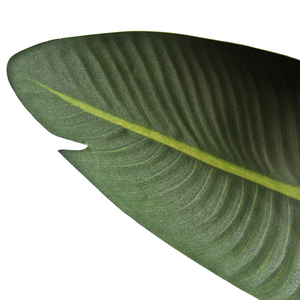 Venta caliente 80-220cm Plantas artificiales de viaje Faux Tropical Potted <span class=keywords><strong>Banana</strong></span> <span class=keywords><strong>Tree</strong></span> para Decoración - Product Image 4