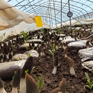 מנהרה מבנה בית ירוק מבנה בית ירוק אוטומטי לחלוטין חממה חסך