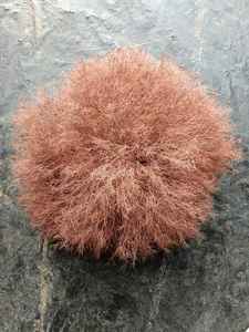 Nouveauté 2026 : Fleurs de Gypsophile stabilisées (20-30 cm) – Décoration de table basse écologique, longue durée, aspect naturel et moelleux - Product Image 4