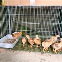 Cage de jeu pliable en fil métallique pour poulets, plusieurs tailles, cage en acier et fer très demandée pour l'élevage de poulets