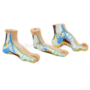 Modèle de pied normal, modèle de pied plat, modèle de genou arqué, modèle de pathologie du pied, modèle d'anatomie musculaire du pied humain - Product Image 1