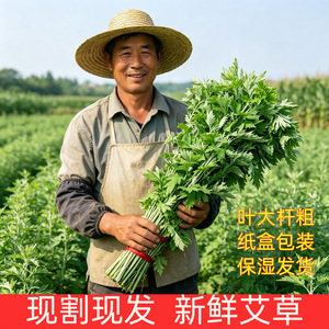 Fresh mugwort for the <b>Dragon</b> Boat Festival is hung on doors and windows to repel mosquitoes and bring good fortune. Hand-tied, - Product Image 3
