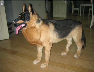 OEM grinçant parodie grande statue géante <span class=keywords><strong>de</strong></span> <span class=keywords><strong>chien</strong></span> qui aboie pondéré en peluche vrai <span class=keywords><strong>chien</strong></span> animal noir en peluche berger alleman - Product Image 2