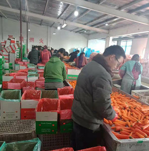 Satmak için taze havuç çin iyi tat küresel boşluk Shandong havuç havuç çiftliğinden üst sınıf - Product Image 5