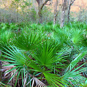 Оптовая продажа, органический экстракт Пальметто 100%, чистый натуральный экстракт Пальметто - Product Image 4