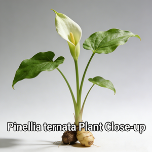 น้ำมันพินเนลเลีย เทนนัตตา ออร์แกนิคจากผู้ผลิต ขายส่ง น้ำมันหอมระเหยพินเนลเลีย เทนนัตตาบริสุทธิ์ 100% จากธรรมชาติ สำหรับอโรมาเธอราพีและผลิตภัณฑ์บำรุงผิว จำหน่ายจำนวนมาก - Product Image 6