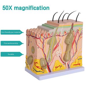 Menselijke Huid Anatomie Model Diagram Model Menselijke Anatomie Skin Model Structuur 50X Vergroting Met Haar - Product Image 2