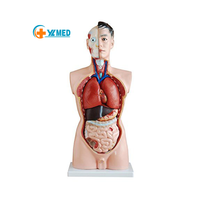 Modelo Anatómico de Torso Masculino de PVC Educativo de Tamaño Real, Esqueleto de Grado Médico Preciso de 85 cm para Entrenamiento Médico