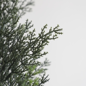 Árbol Artificial <span class=keywords><strong>de</strong></span> Cedro, Pino o Ciprés, Diseño Popular para Decoración, Planta Topiaria Artificial <span class=keywords><strong>de</strong></span> Buxus - Product Image 5