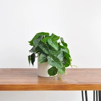 Plante Artificielle en Pot Feuillage Réaliste Faux Calathea pour Décoration Intérieure et de Bureau
