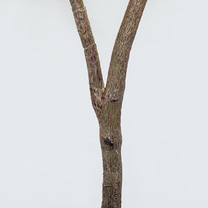 Plante de citron simulée avec d'atterrissage de l'arbre, fleurs en pot, en plastique, décoration du salon, de la salle à manger, faux arbre de fruits vert - Product Image 6