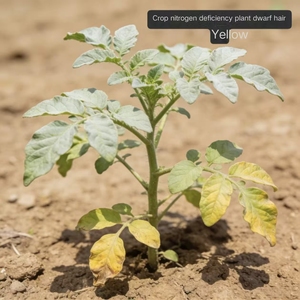 سماد كبريتات الأمونيوم السائل الأصلي من أيديشي سريع المفعول نقي 100% للقمح والفواكه والخضروات للاستخدام الزراعي - Product Image 4