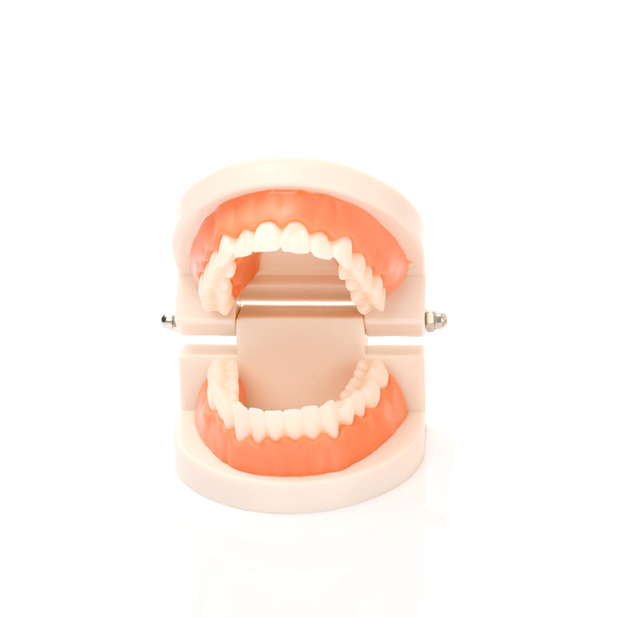 Медицинская стандартная модель зубов, оптовая продажа, обычная модель зубов 3D из ПВХ