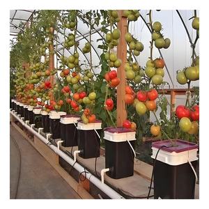 Équipement hydroponique Kit d'irrigation Pot <span class=keywords><strong>de</strong></span> plantation Système <span class=keywords><strong>de</strong></span> seau hollandais Bato pour la culture <span class=keywords><strong>de</strong></span> la tomate du concombre du poivron - Product Image 4