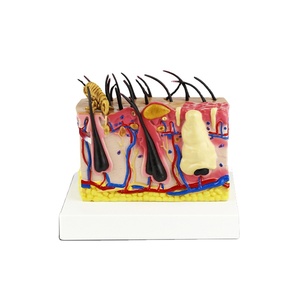 Piel Canina con <span class=keywords><strong>Mordedura</strong></span> Pulga modelo anatómico Piel Canina Perro Modelo - Product Image 1